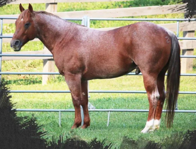 Metallic Word 16, a brown horse standing in grass